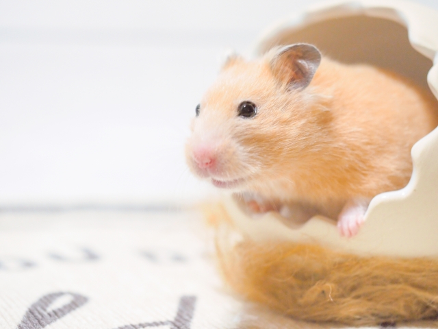 ハムスター